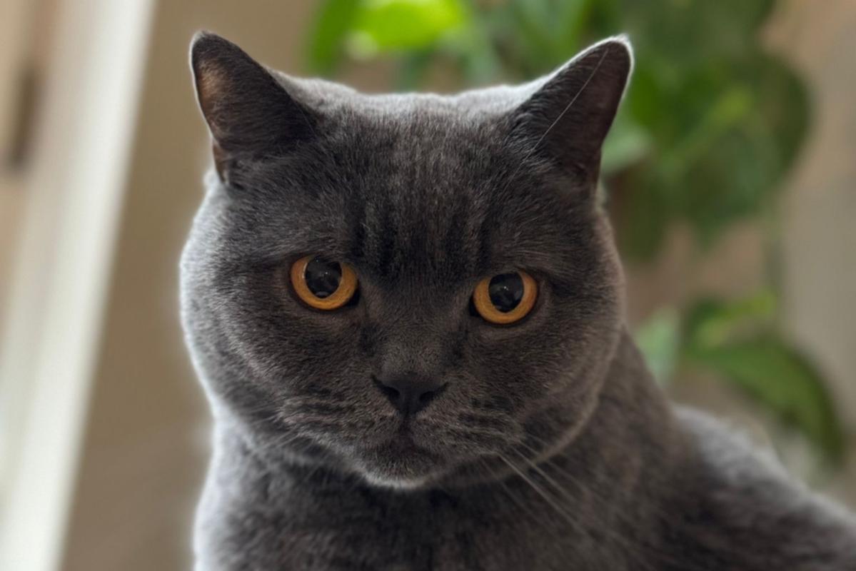 Milo