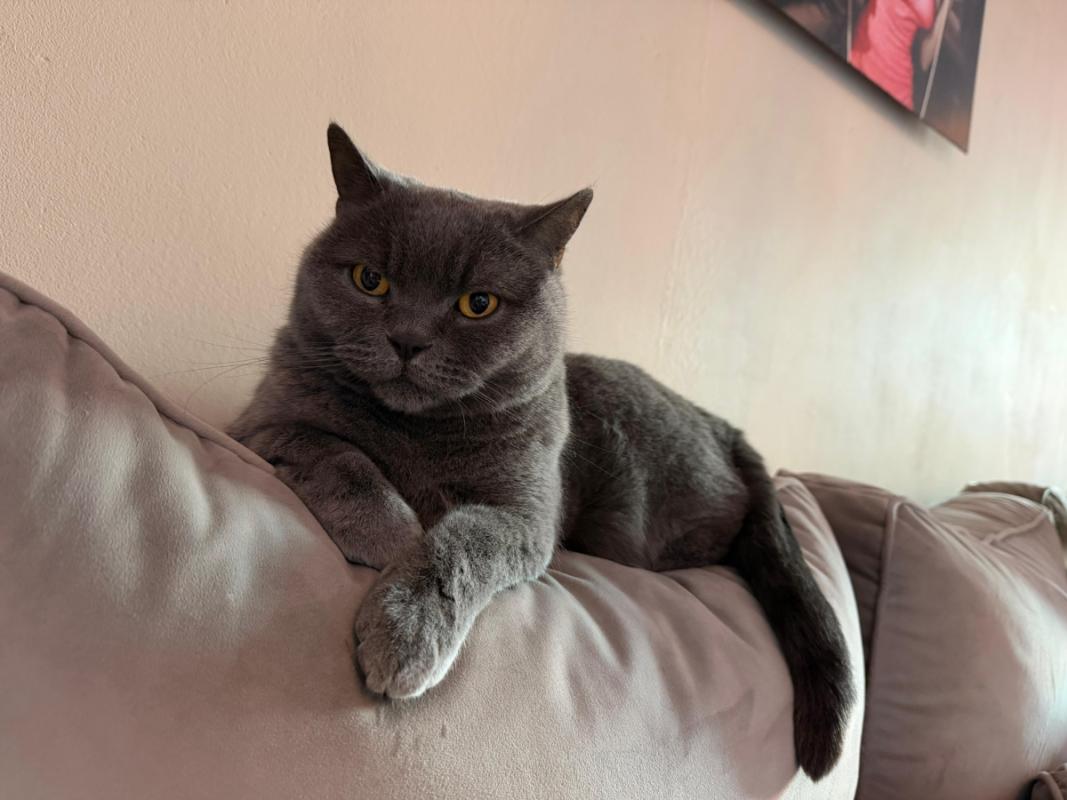 Milo