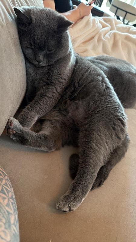 Milo