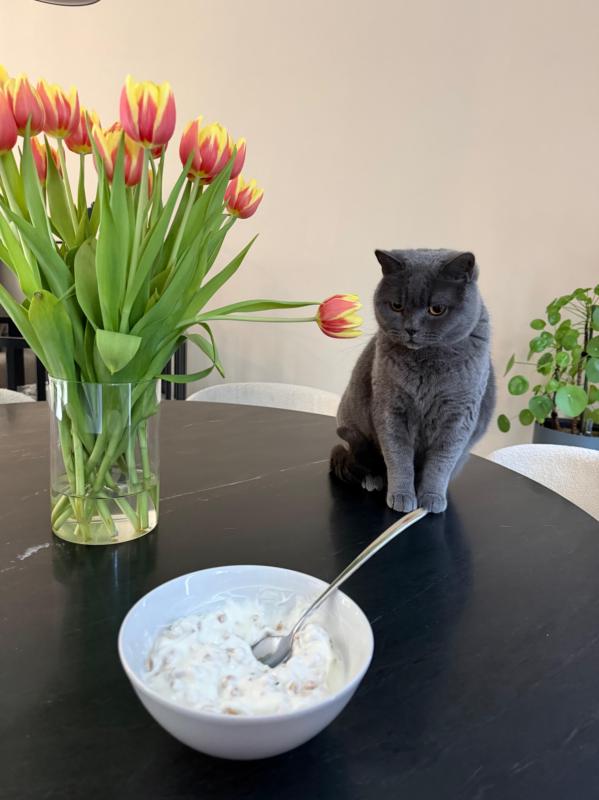 Milo