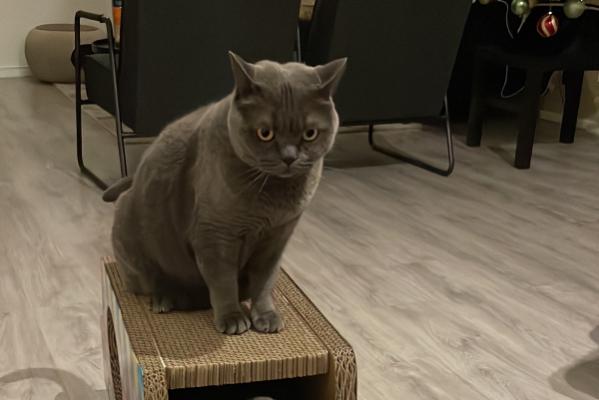 Levi