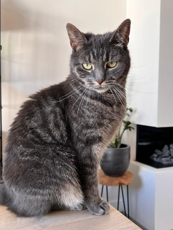 Pip