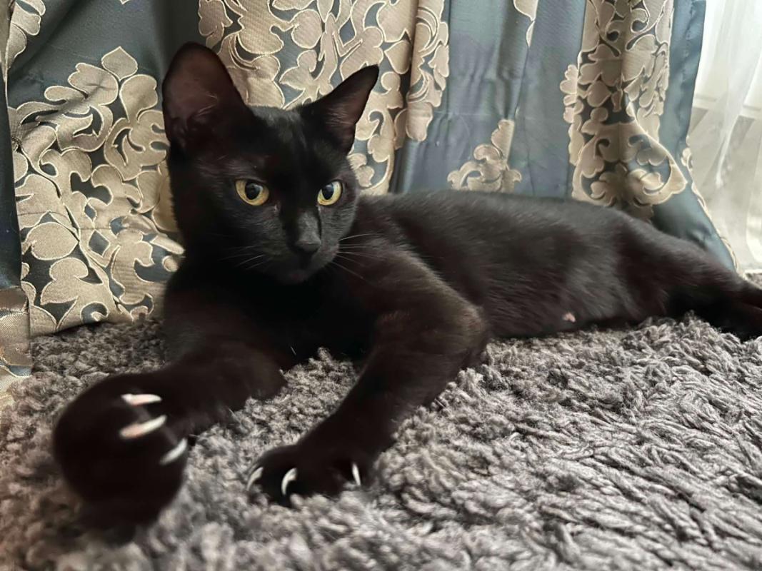 Nera