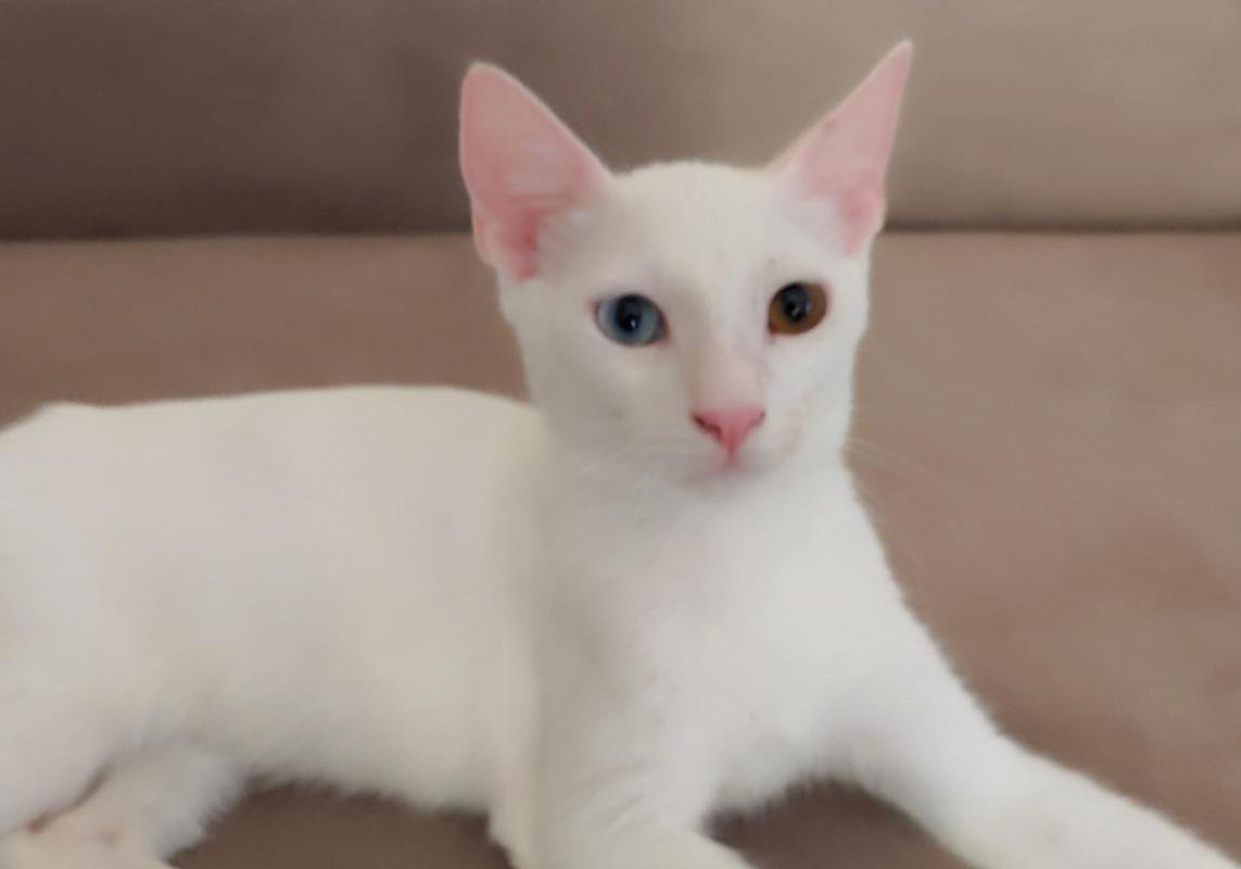 Kumo