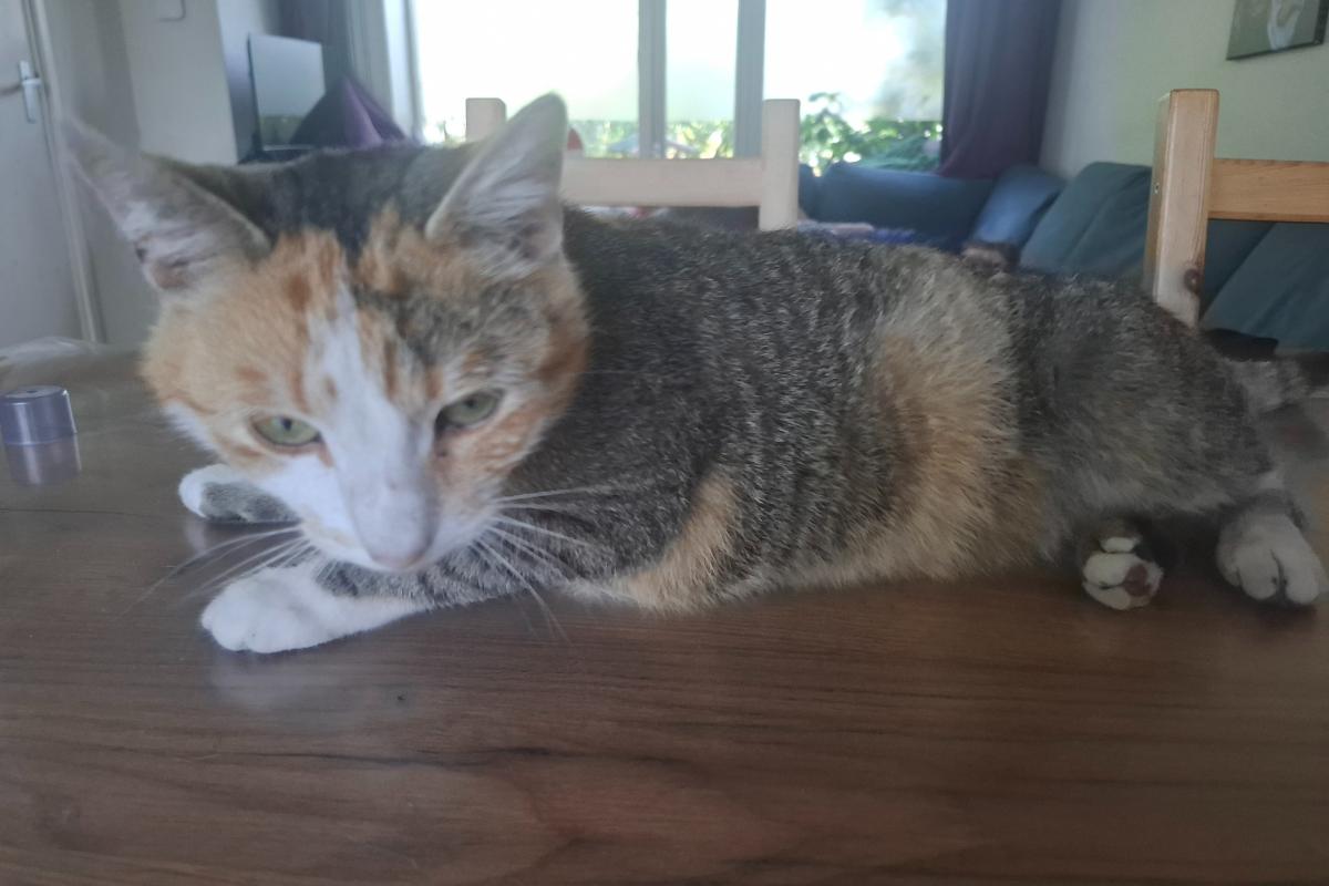 Coco