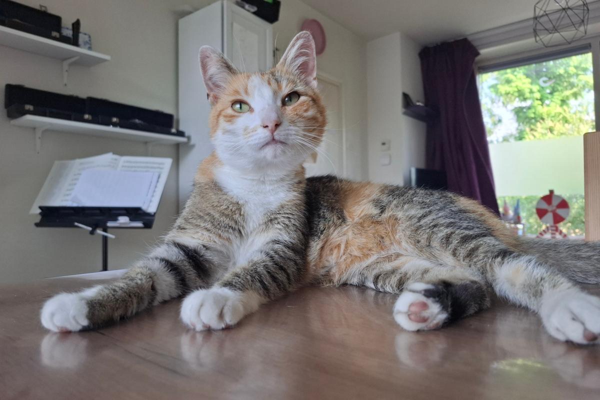 Coco