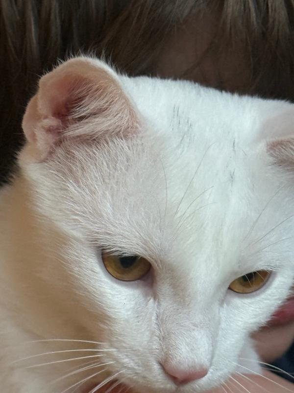 Petya