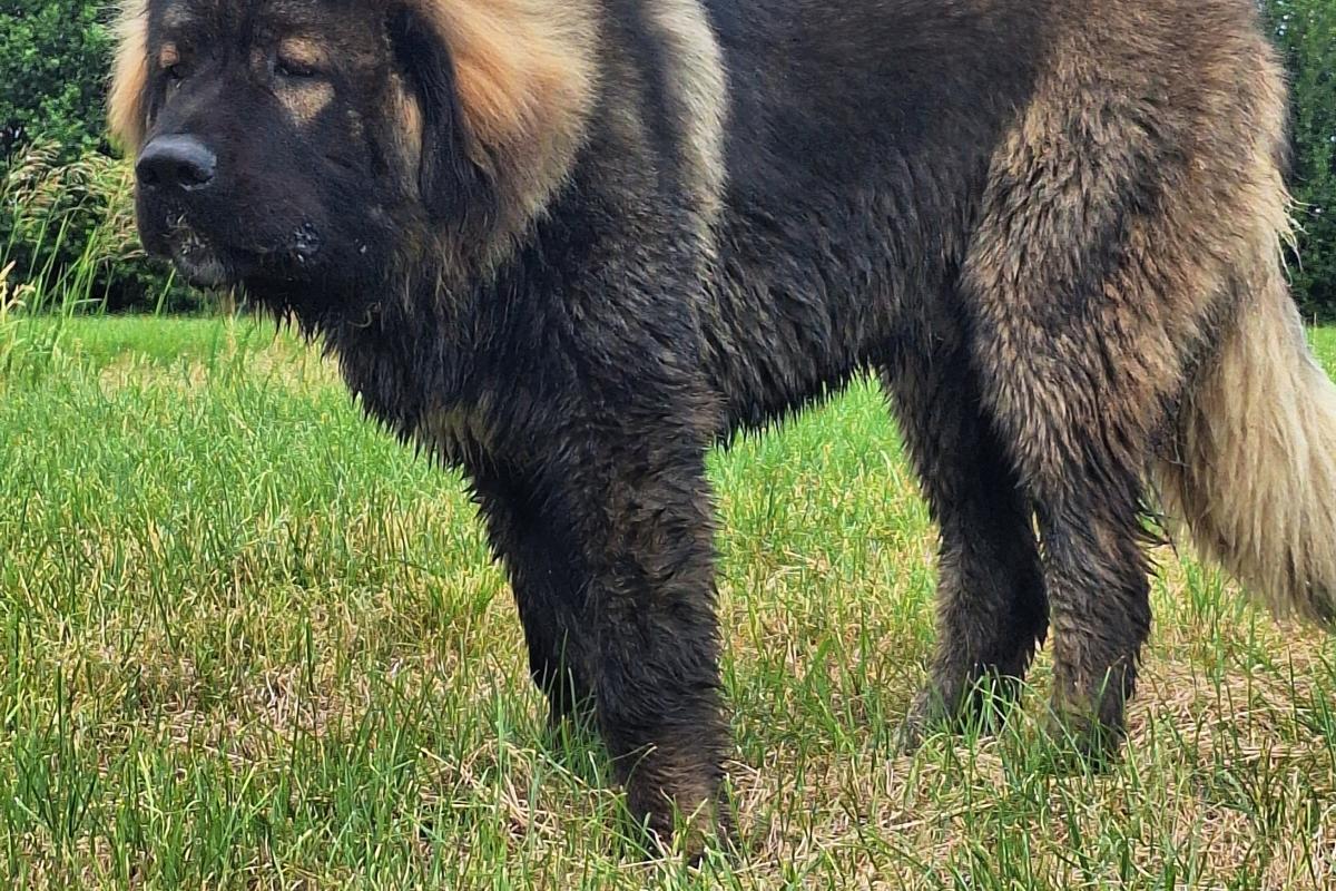Grizzly