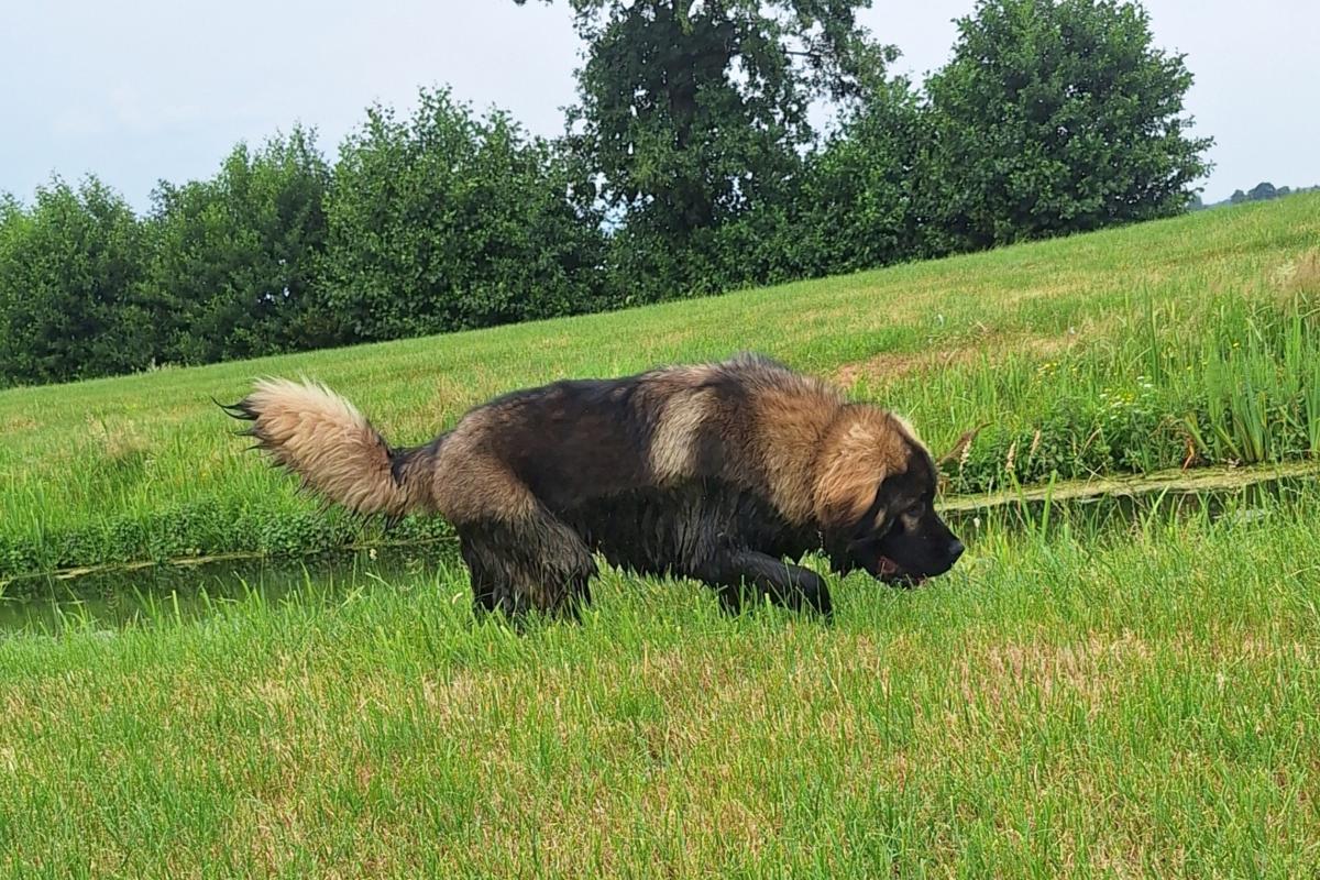 Grizzly