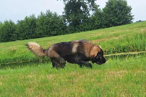 Grizzly