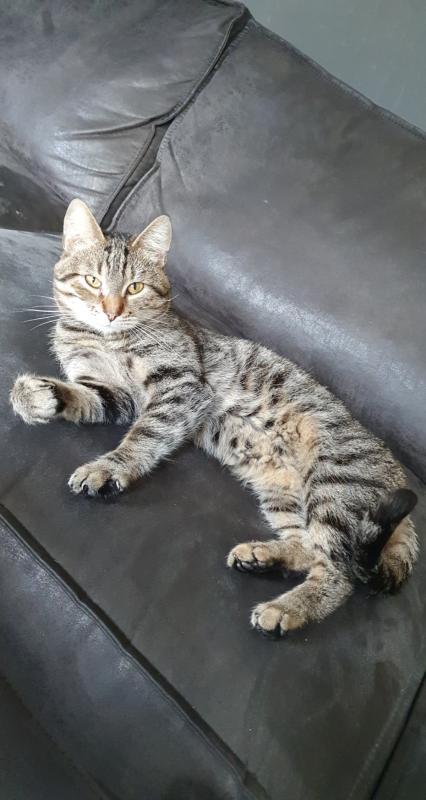Paco
