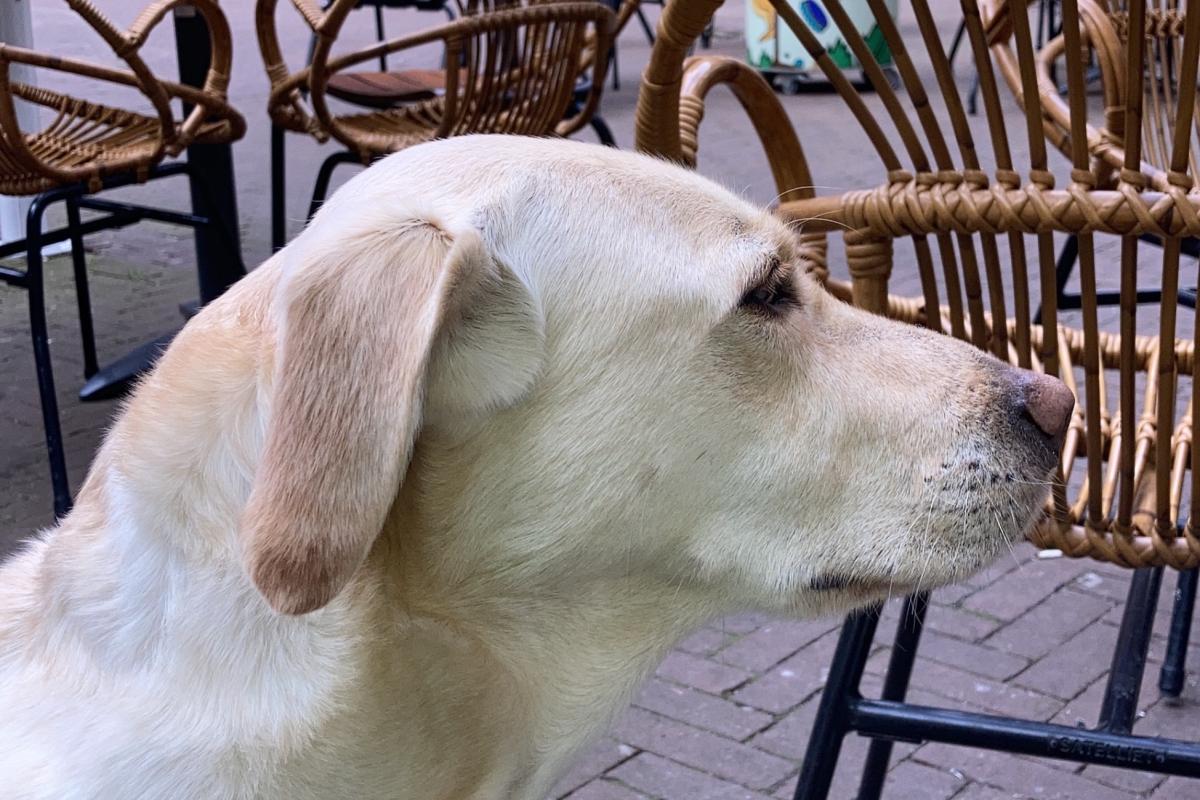 Meesje