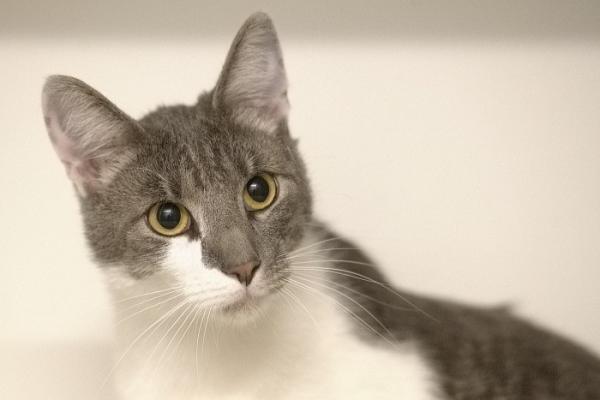 Pip