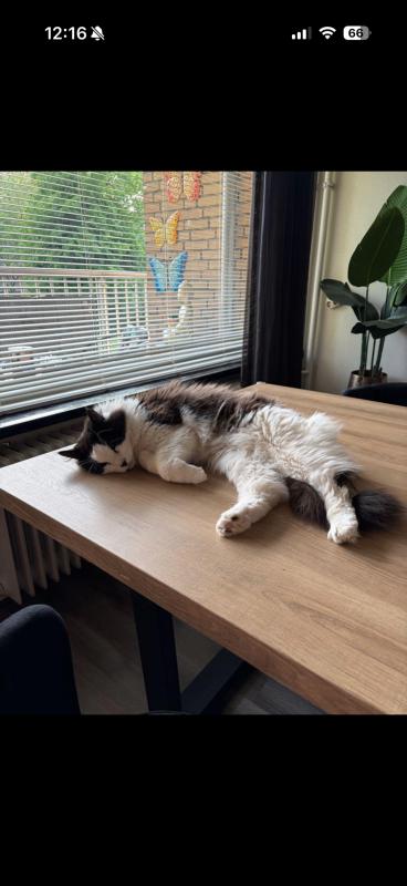 Pablo