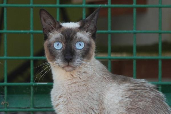 Minette