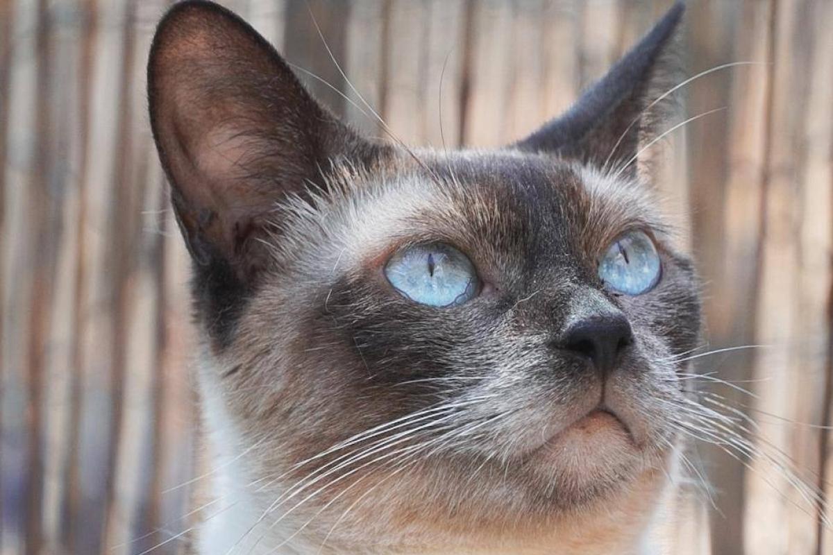 Minette