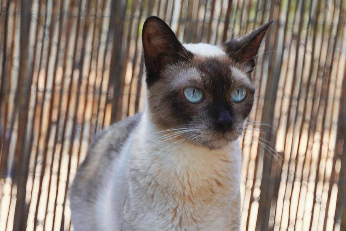 Minette