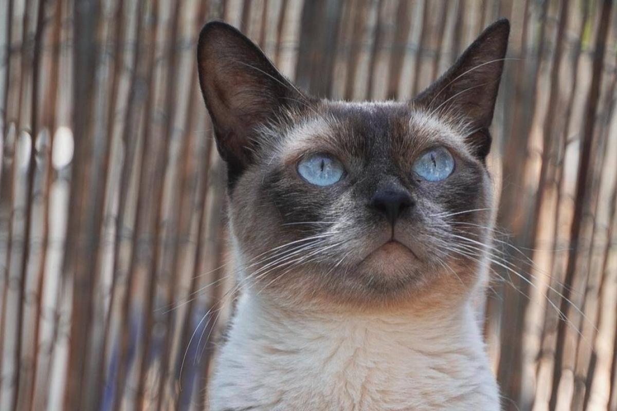 Minette