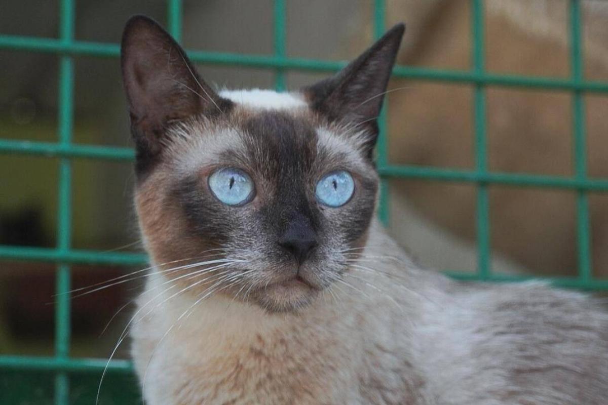 Minette
