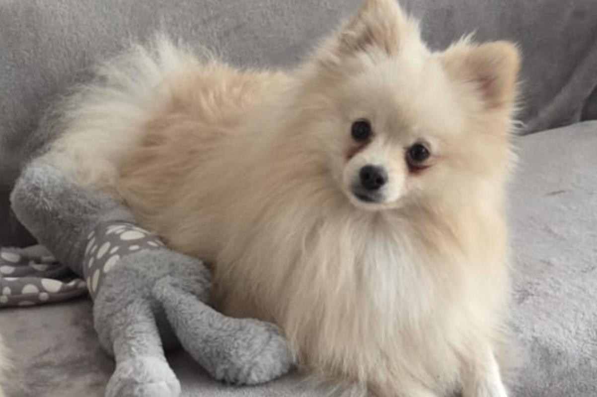Teddy