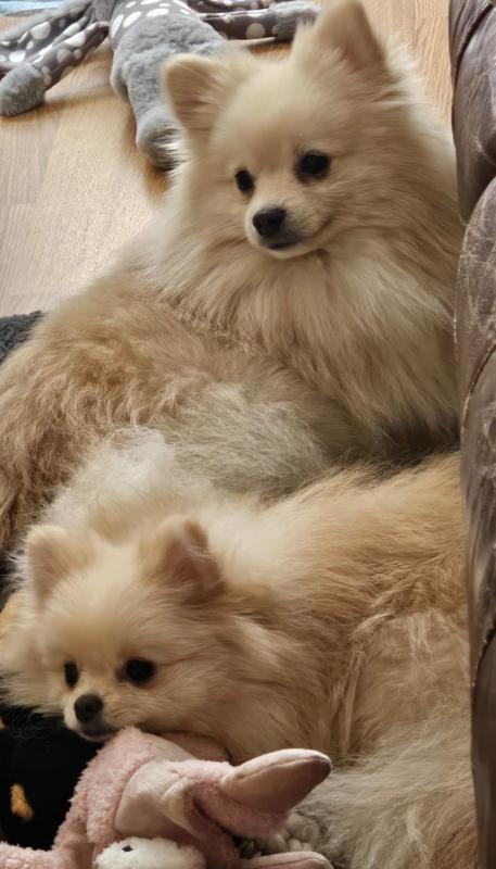 Teddy