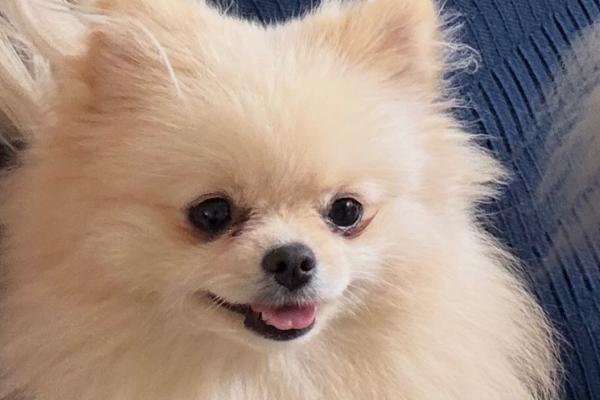 Daisy