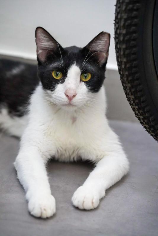 Sylvester