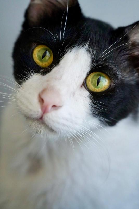 Sylvester