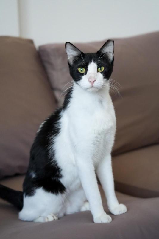 Sylvester