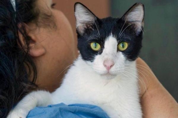 Sylvester