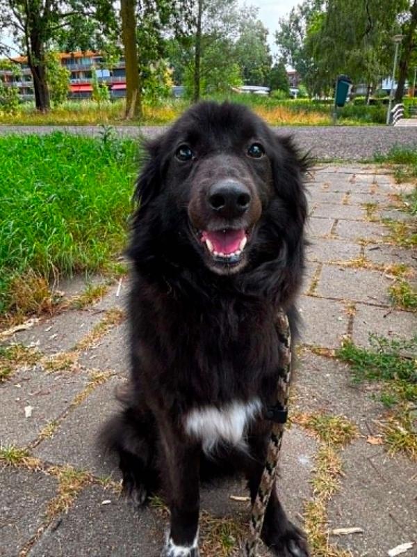 Benji