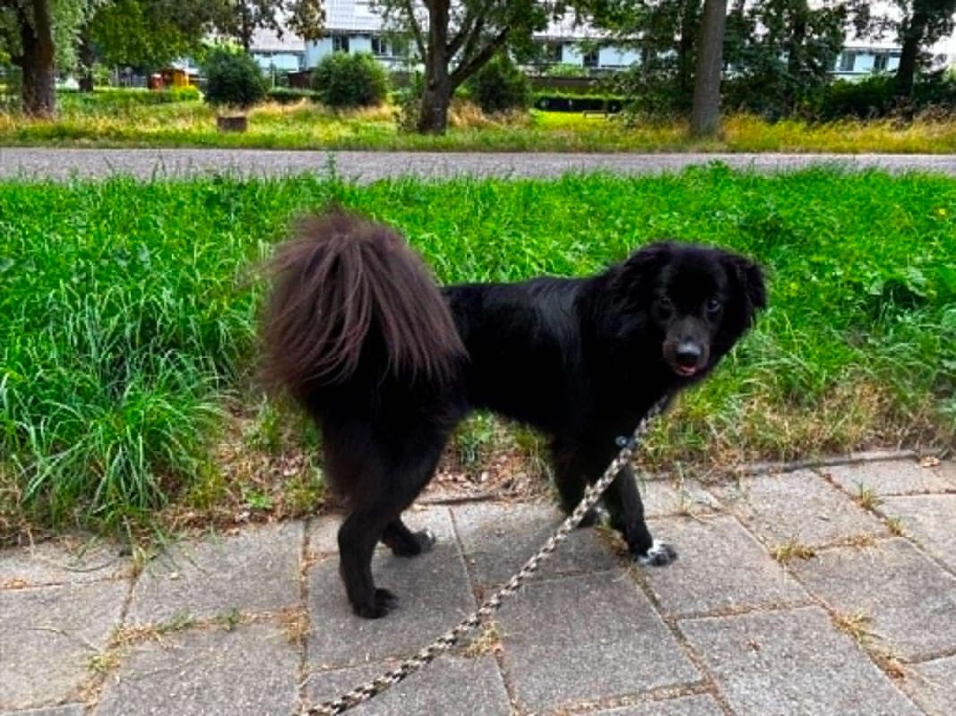 Benji