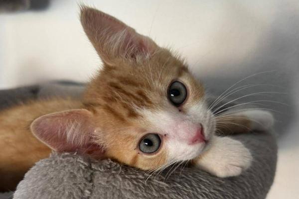 Remy