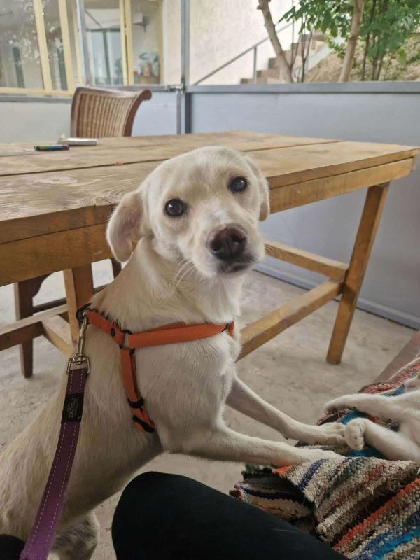 Penny