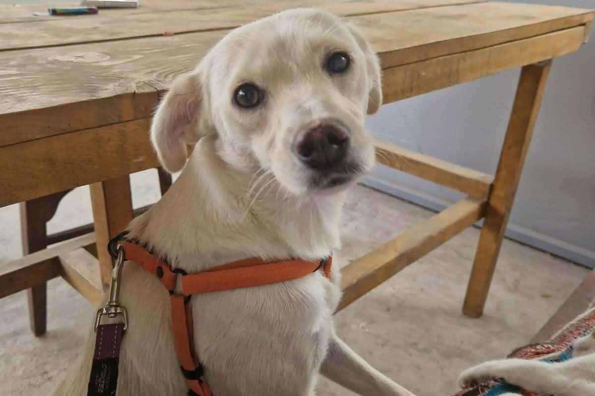 Penny