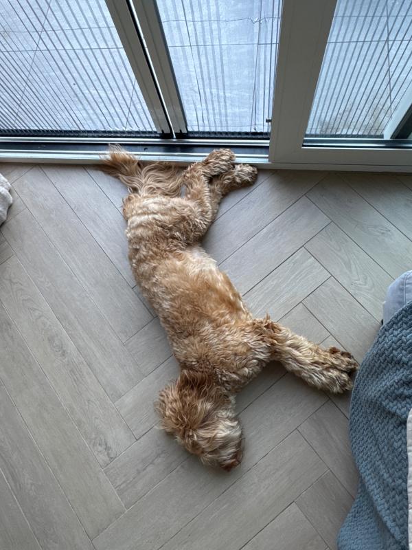 Ginger