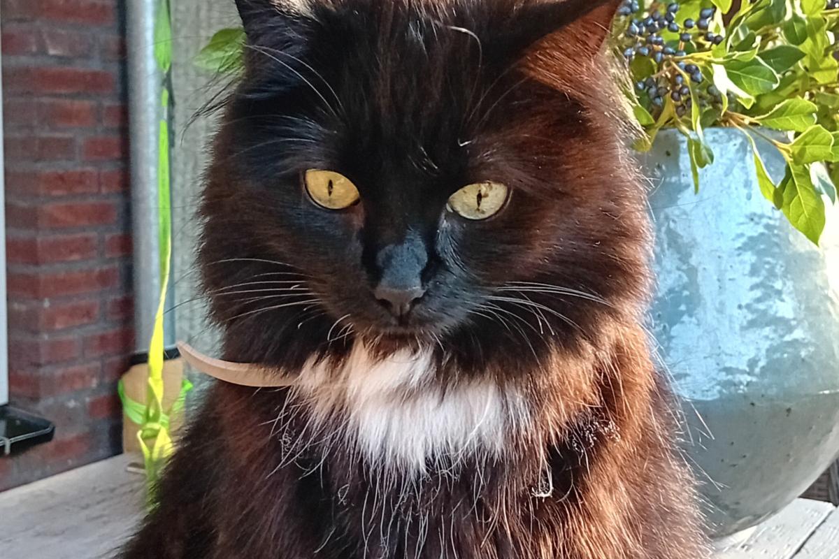 KiKa