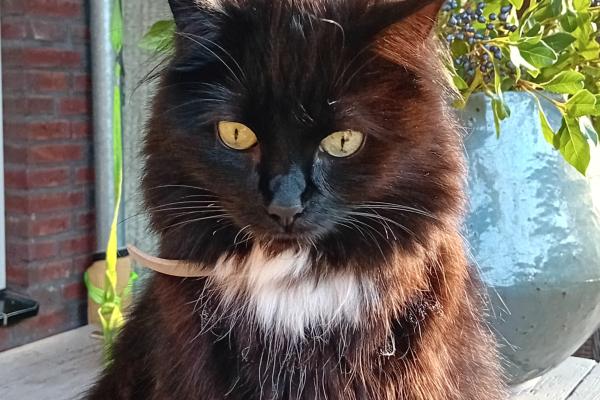 KiKa