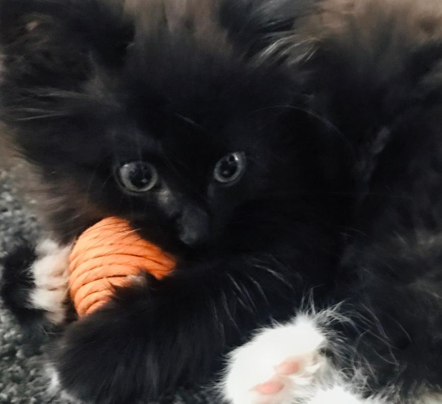 KiKa