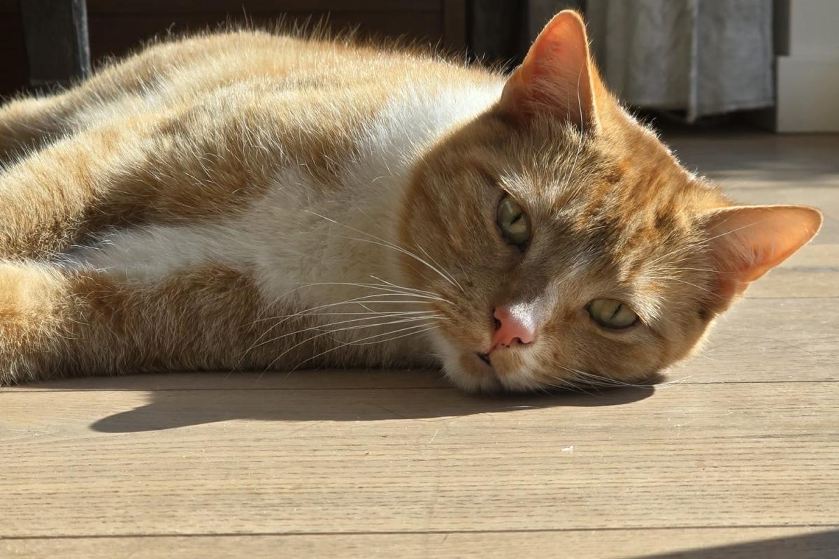 Mika