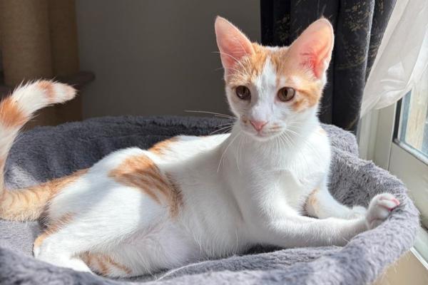 Caramel