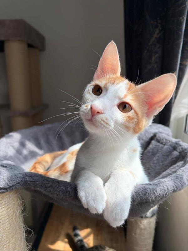 Caramel