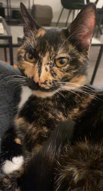 Nova