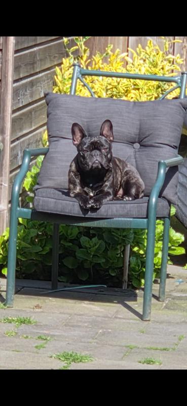 Diva