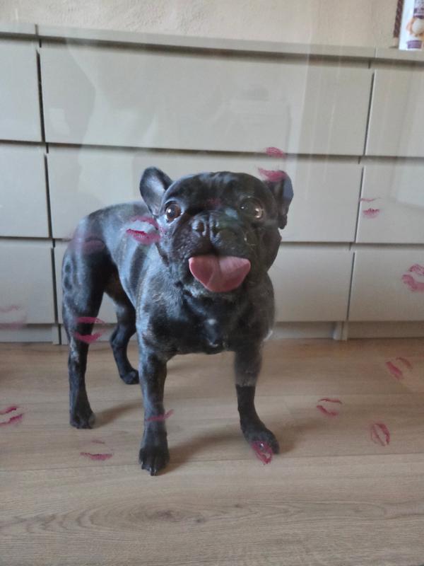 Diva