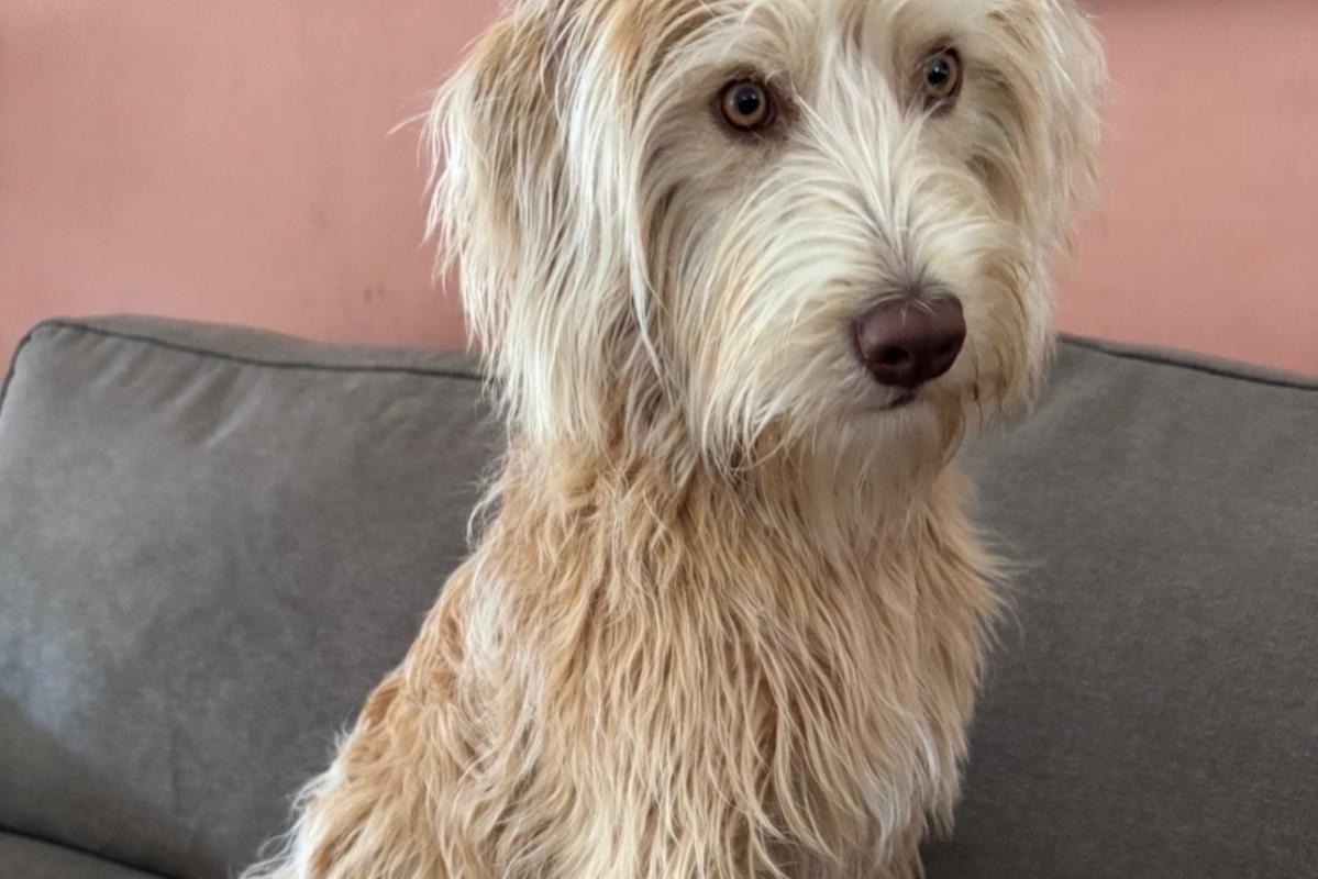 Teddy