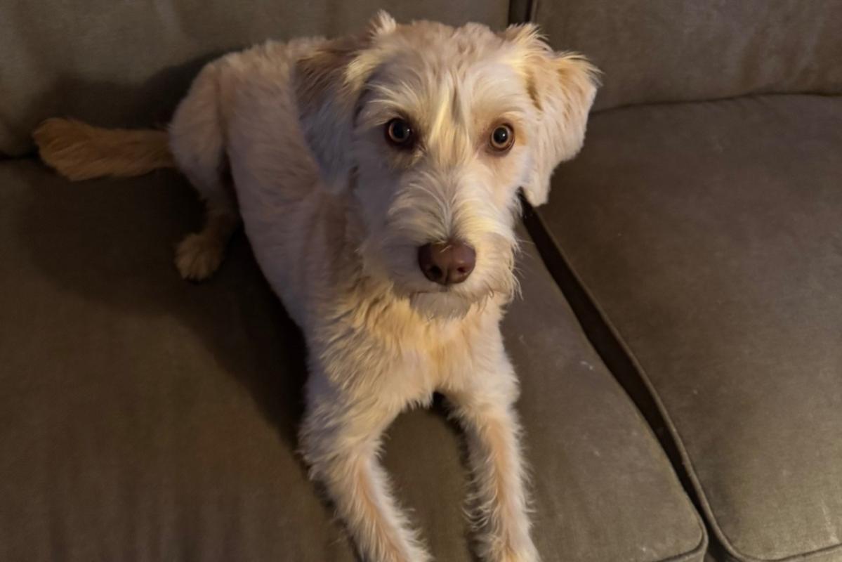 Teddy
