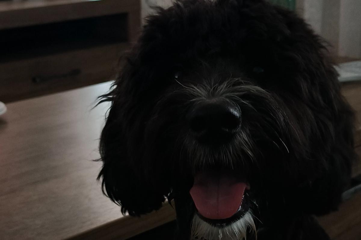 Buddy