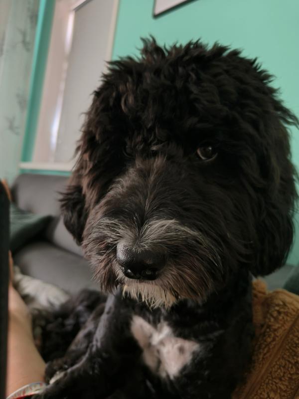 Buddy