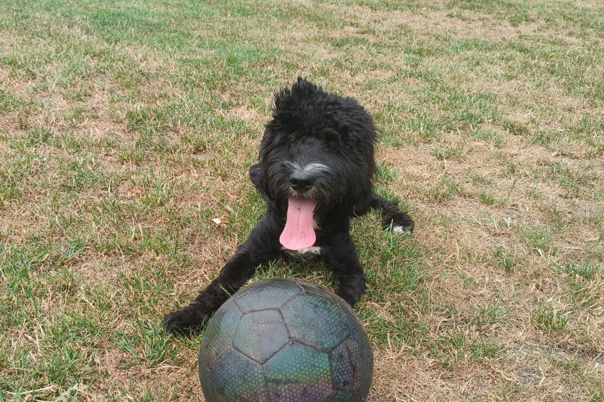 Buddy